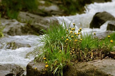 Close-up of plants growing on rock by river