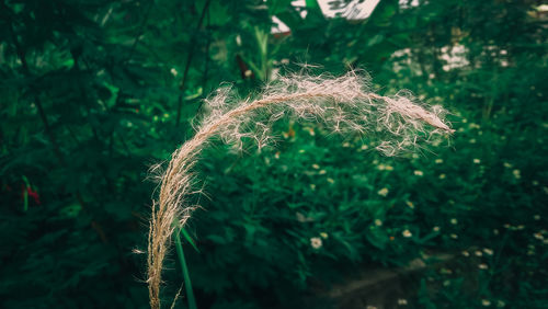 Close-up of stalks in field