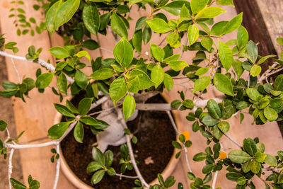 High angle view of small potted plant