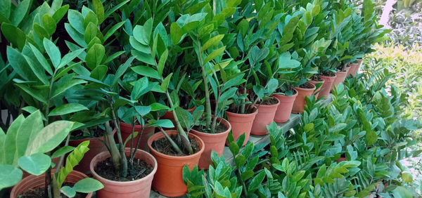 High angle view of potted plants