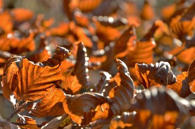 Close-up of autumn leaves