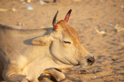 Close-up of a horse on field