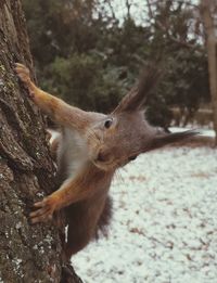 Close-up of squirrel on tree trunk