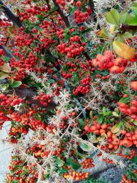 Close-up of red berries growing on tree