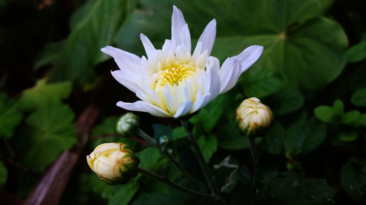 flower, flowering plant, vulnerability, fragility, plant, beauty in nature, freshness, petal, growth, close-up, flower head, inflorescence, white color, nature, focus on foreground, no people, leaf, day, botany, yellow, outdoors, pollen