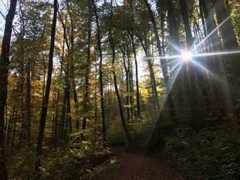 Sun shining through trees in forest