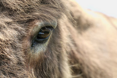 Donkey eye looking right at you