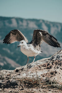 Side view of a bird flying over rocks