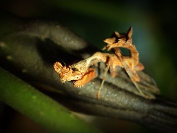 Close-up of insect on leaf