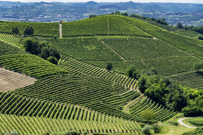 High angle view of crop growing on field