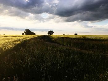 Scenic view of field against sky