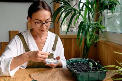 Woman sowing germinated seeds in mini greenhouse at home. home leisure growing seedlings at home.