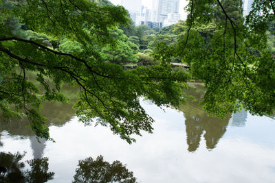 Reflection of trees in calm lake