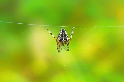 Close-up of spider on web