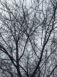 Low angle view of bare trees against sky