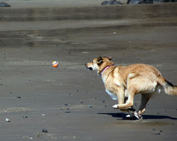 Dog on beach