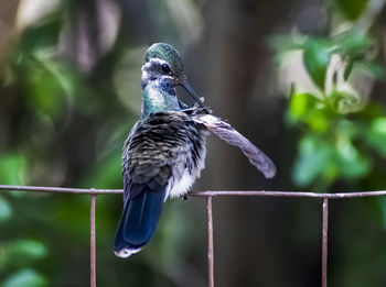 Close-up of bird perching on a plant