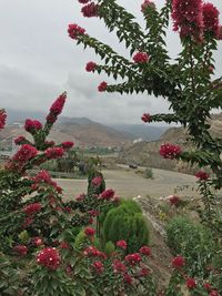 Red flowers growing on tree against sky