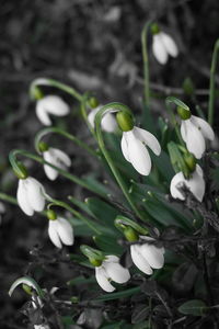 Close-up of white flowers