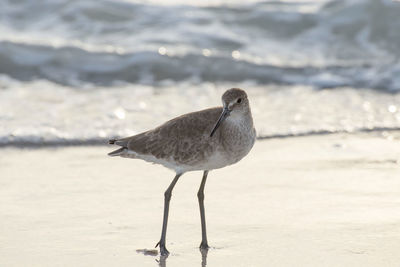 Seagull perching on a land