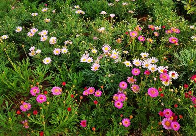 High angle view of pink flowering plants on field