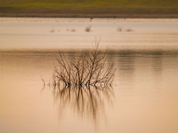 Bare tree by lake against sky