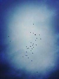 Low angle view of bird flying in sky