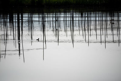 Reflection of birds on lake