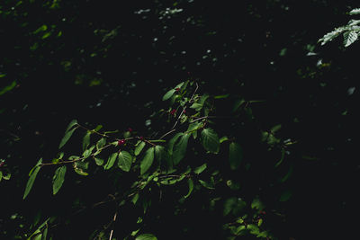 Close-up of plant growing on field