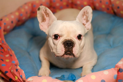 Portrait of dog relaxing on bed at home