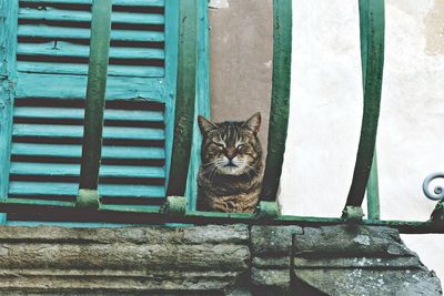 Portrait of cat sitting by window