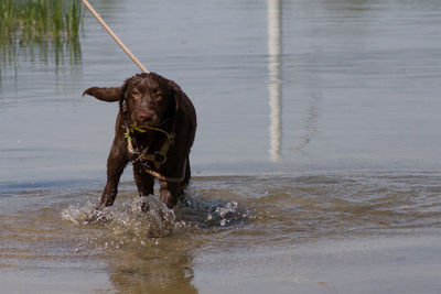 Dog running on beach