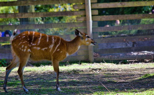 Side view of giraffe in zoo