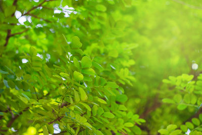 Close-up of green leaves