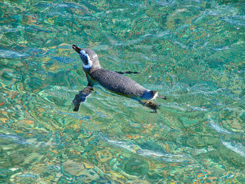 High angle view of turtle in sea