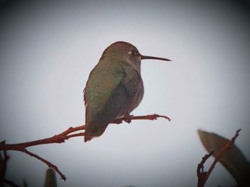 Low angle view of birds perching on tree