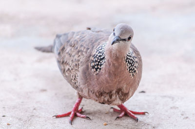 Close-up of bird perching outdoors