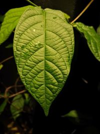Close-up of fresh green leaf