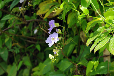 Close-up of purple flowering plant