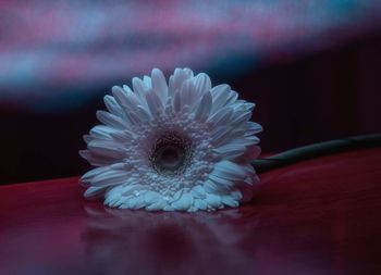 Close-up of flower on table