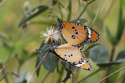 Butterfly on flower