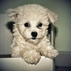 Portrait of dog