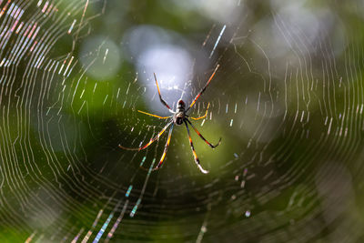 Close-up of spider and web