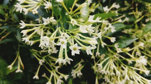 Close-up of white flowers