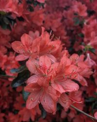 Close-up of pink flowers