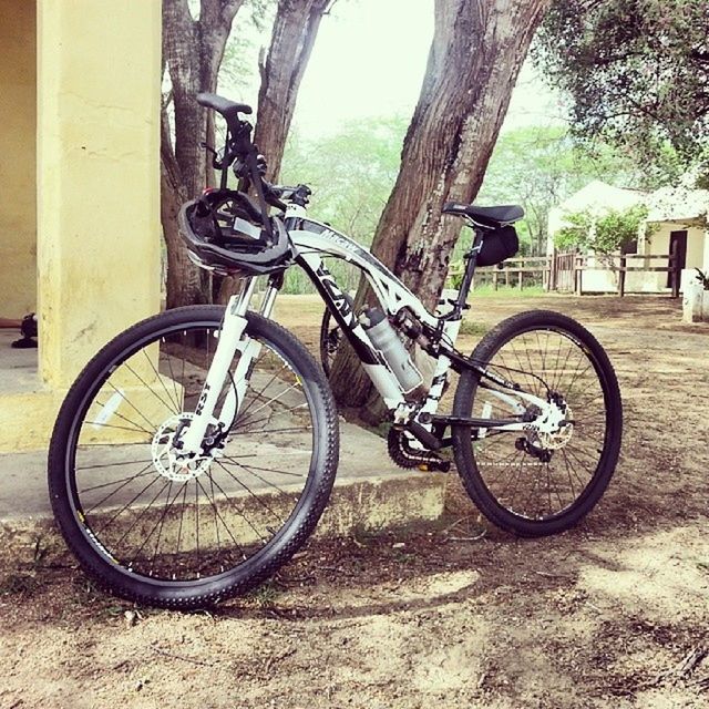 bicycle, transportation, mode of transport, land vehicle, stationary, parked, parking, tree, wheel, leaning, cycle, tree trunk, day, no people, outdoors, bicycle basket, travel, shadow, street, absence