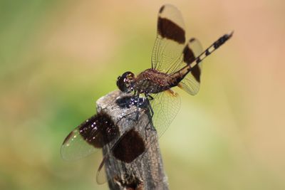 Close-up of dragonfly on twig