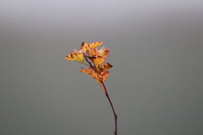 Close-up of wilted plant against orange background