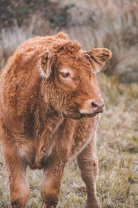 Close up of cow in field