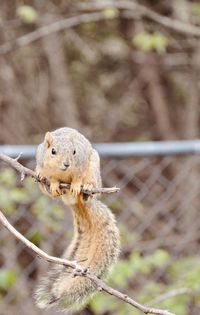 Close-up of squirrel on fence